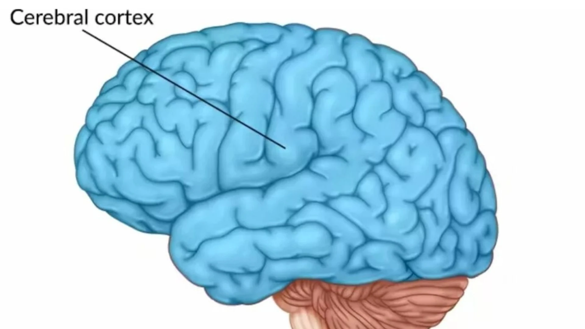 Korteks serebral (cerebral cortex), bagian terbesar dari otak manusia yang . bertanggung jawab atas berbagai fungsi kognitif, seperti persepsi, pemrosesan sensorik, pemikiran, pengambilan keputusan, dan pengendalian gerakan. (Foto: Istimewa).