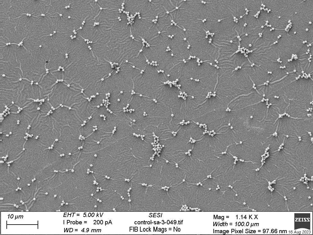 Permukaan pelat baja yang dilapisi dengan resin mengandung CHX menunjukkan kondisi sepenuhnya bebas dari bakteri Pseudomonas aeruginosa yang sebelumnya ditambahkan. Credit:University of Nottingham.