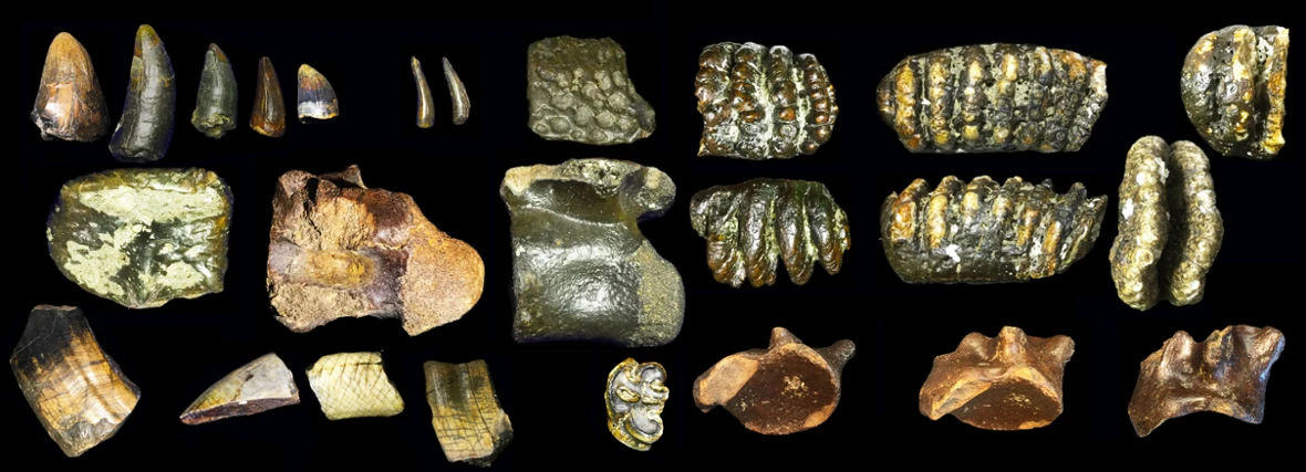 Para arkeolog menemukan fosil manusia purba dan megafauna yang telah punah di dasar laut Selat Madura, yang mengungkap bahwa Homo erectus pernah berkembang biak di daratan luas yang sekarang terkubur di bawah laut. Kredit: Berghuis et al. (2024), Lingkungan Kuarter dan Manusia.