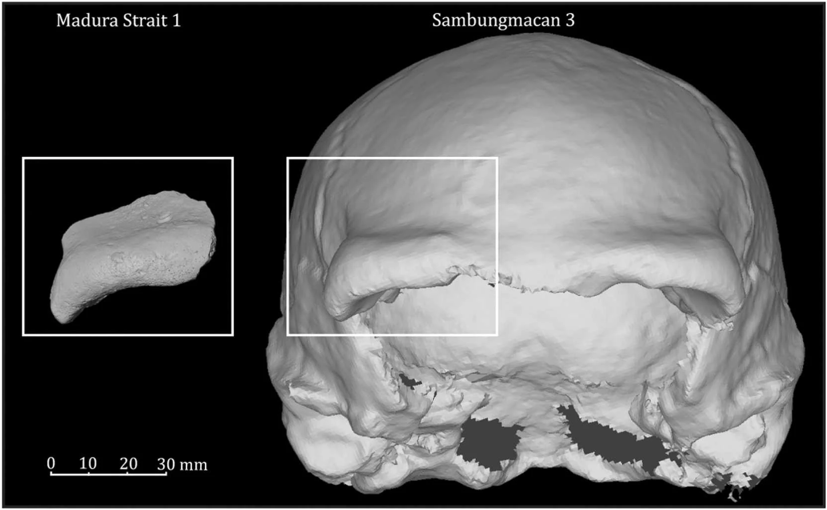 Citra permukaan 3D Fosil Homo erectus dari Selat Makassar (MS1) dan Sambungmacan 3 (tampilan depan). Tengkorak perbandingan ini memiliki kecocokan metrik dan morfologi yang paling dekat dengan MS1 . Kredit: Berghuis, et.al:2025.