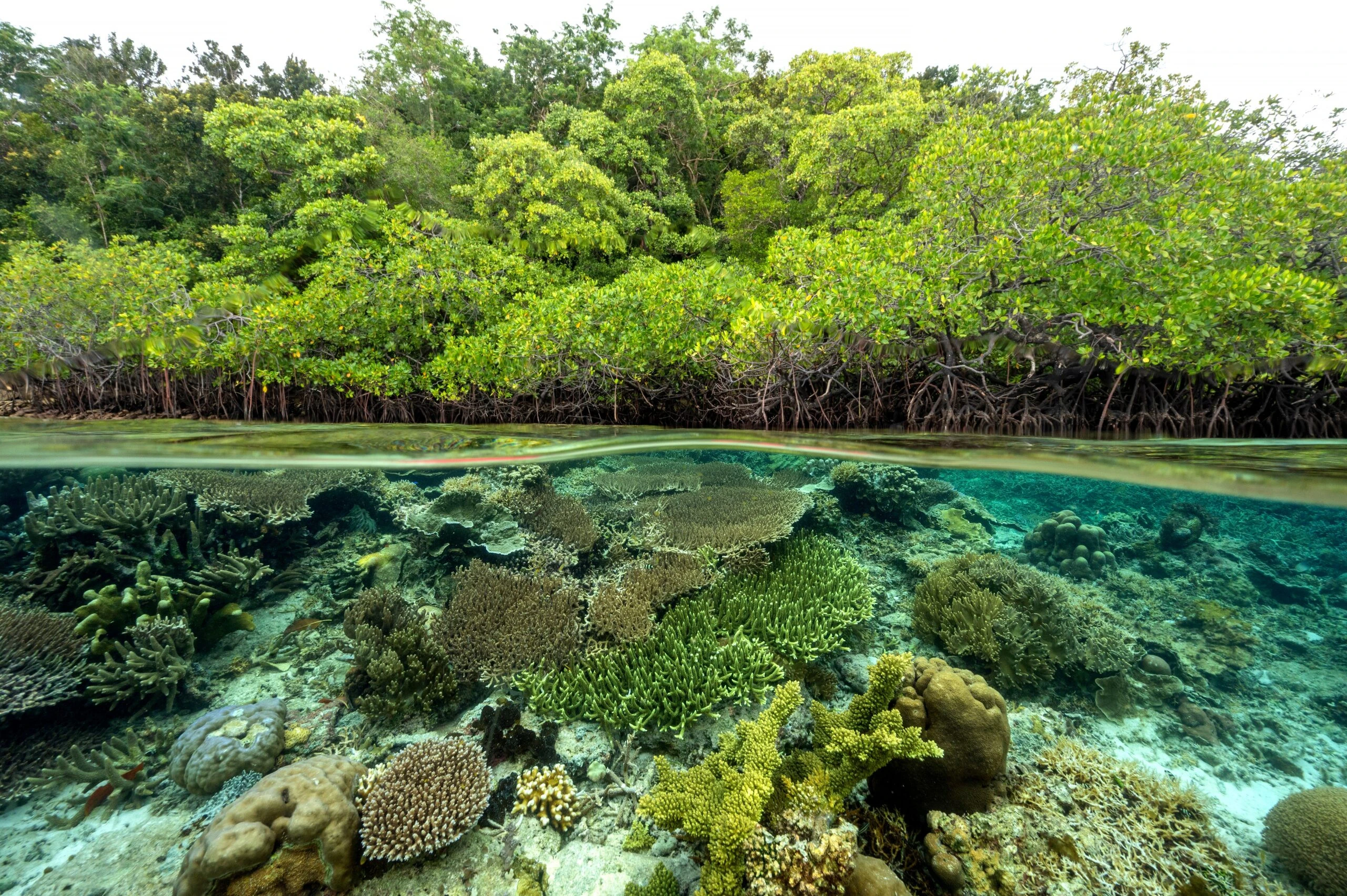 Hutan mangrove dan terumbu karang membentuk satu kesatuan ekosistem pesisir yang saling menopang—mangrove melindungi garis pantai dan menyaring sedimen, sementara terumbu karang menjaga keanekaragaman hayati laut dan ketahanan ekologi wilayah pesisir.