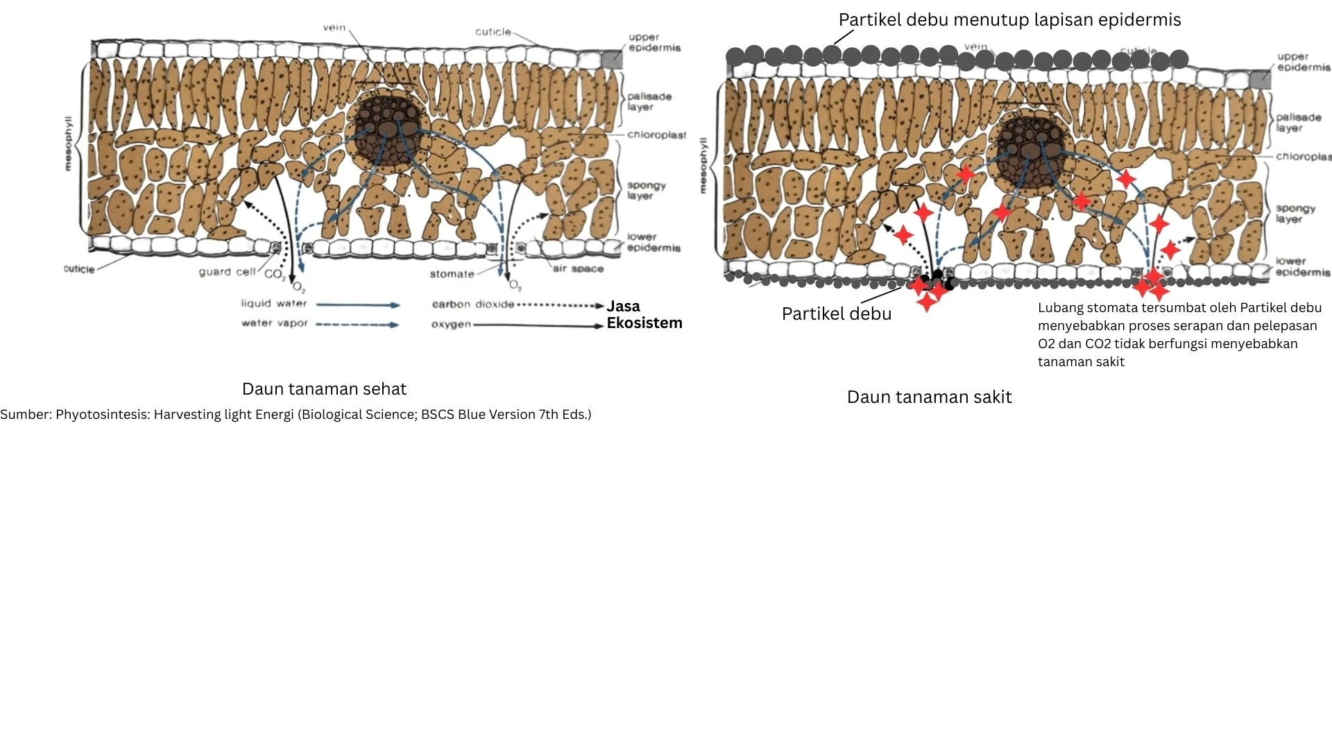 Ilustrasi daun sehat yang mampu menjalankan fungsi-fungsi layanan ekosistemnya dengan baik (serapan dan pelepasan O2 & CO2 bersih di ekosistem). Sementara daun yang tertutupi dengan partikel debu yang bersumber dari usaha/kegiatan, menimbulkan tanaman sakit dan tidak bekerjanya layanan ekologis. Layanan ekologis semacam ini seringkali diabaikan dalam kajian lingkungan. 